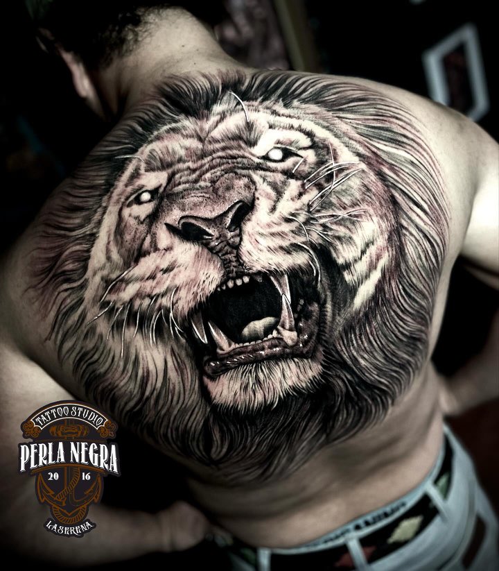 León rugiendo en negro y gris, tatuado a lo ancho de una espalda.